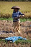 farmer