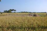 rice fields