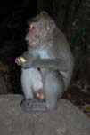 monkey