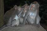 monkeys at Ubud