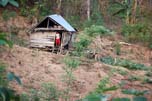 little house in the forest