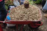 a wheelbarrow fish