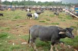 animals' market