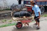 transportation pork
