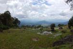 rice fields