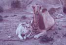 Piccola Petra: dromedario e cucciolo