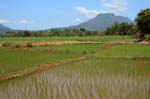 rice fields