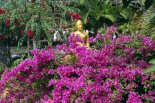 Buddha e i fiori