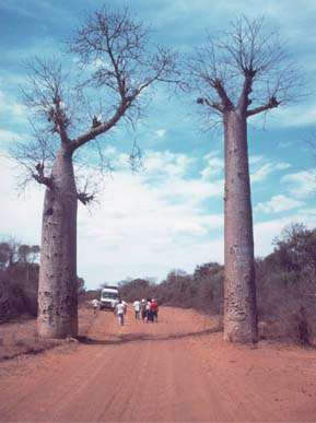 cliccka per vedere immagini del Madagascar