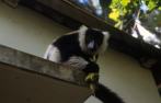 lemure Sifaka