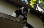 lemurien Sifaka