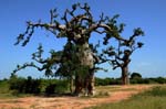 baobab