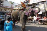 un'elefante a Ujjain