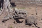Copan