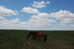 cavalli e nuvole