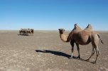 cammelli nel Gobi