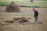 lavoro nei campi