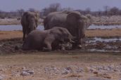 Etosha: elephants