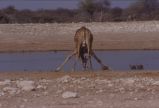 Etosha, giraffa