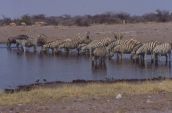 Etosha: zebre