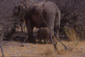 Etosha: elefanti