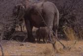 Etosha: elephants