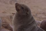 Cape Cross