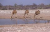 Etosha: giraffe