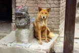 dogs