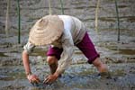 working in a rice field