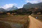 road in the rice fields