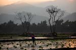sunset in the rice fields