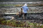 ploughing
