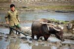 ploughing with buffalo