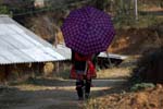 umbrella Hmong