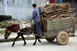 horse transport