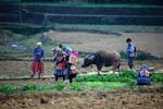 life in the fields