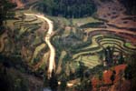 rice fields at Can Cau