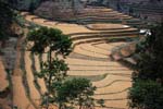 rice fields at BaCha