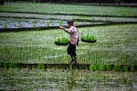 walking in the rice fields