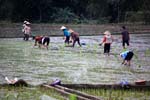 working in the rice fields