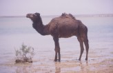 camel