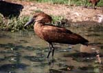 byrds around Ziway Lake