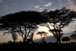 sunset among the acacias