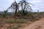 vulture's tree