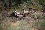 vultures