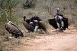vultures