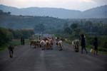 cows