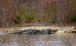 crocodiles