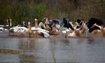 pelicans